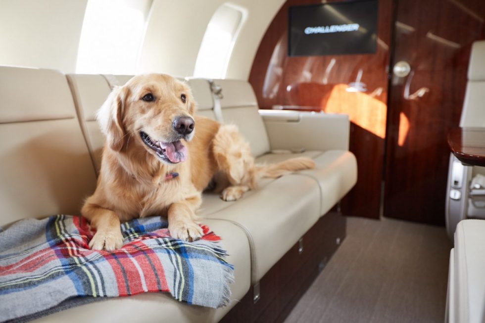 charter air travel with pets cost
