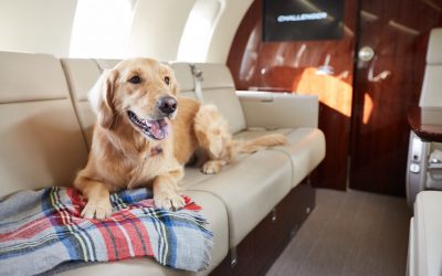 Flying With Pets