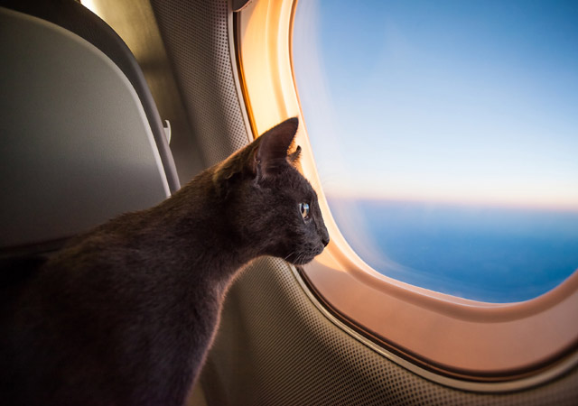 Cat on private jet